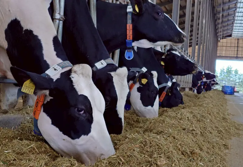 牛を家族のように大切に育てています