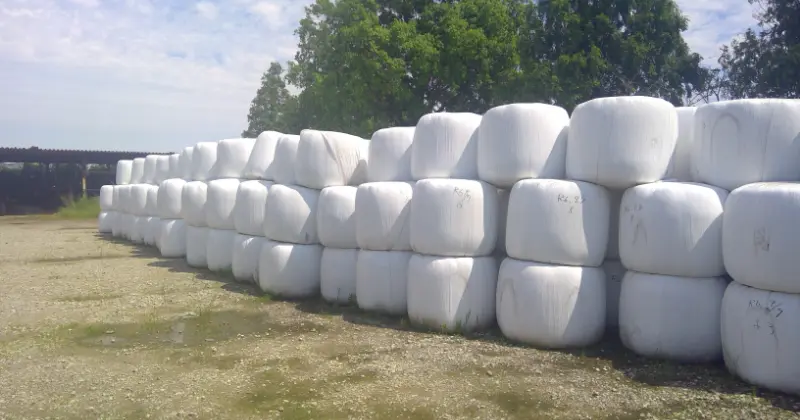 地域（国産）飼料の利用